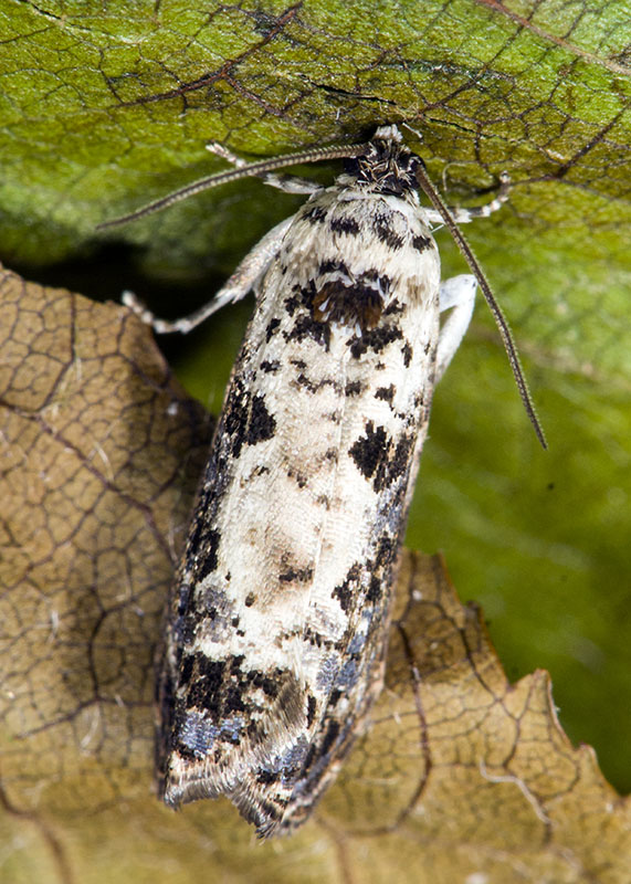 Tortricidae: Hedya salicella